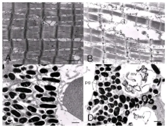 Fig. 10. Gene expression by RT-PCR of incubated animal  cap explants(presumptive ectoderm)