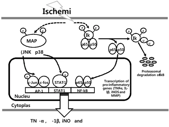 Figure  1.  Schematic  pathway  of  pro-inflammatory  genes  on  ischemic  injury.  Each  arrow  represents  a  step  in  an  activation  pathway