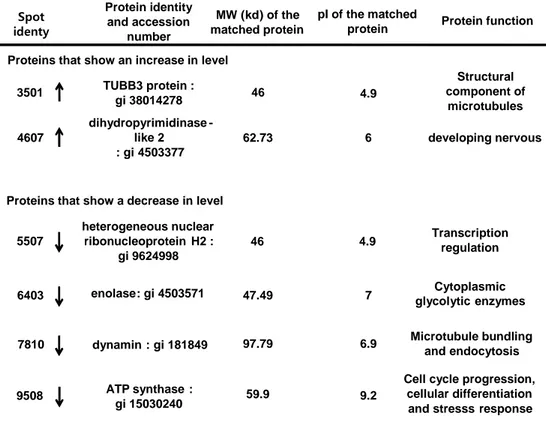 Table  1.  Hsp70  Tg  mice  brain  proteins  with  altered  levels  after  tMCAO  injury,  identified by mass spectrometry