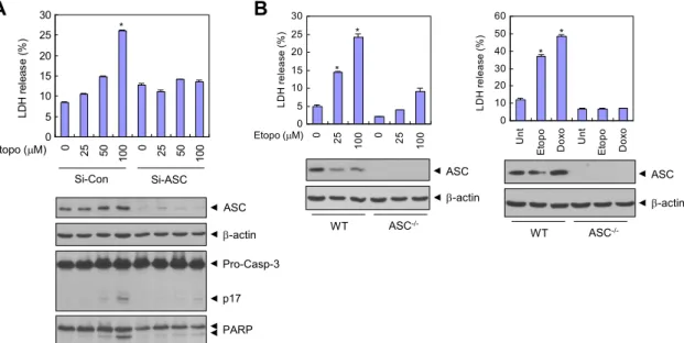 Fig. 2. Decreased ASC expression attenuates DNA damage-induced HT-29 or macrophage cell death
