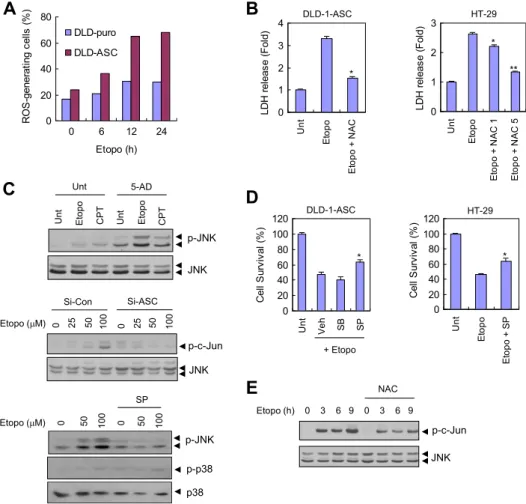 Fig. 5. Mitochondrial ROS and JNK activation is required for etoposide-induced cell death of ASC-expressing colorectal cancer cells
