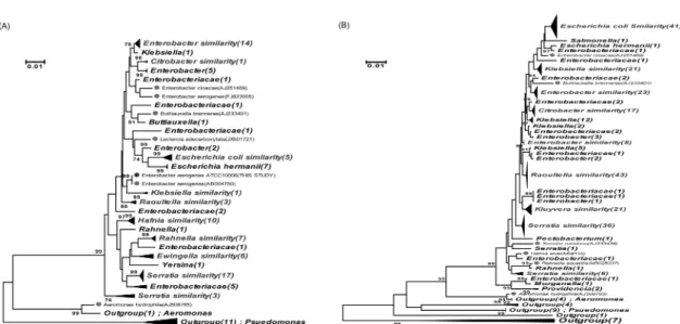 Fig. 2. 16S rRNA-based tree reflecting the relationship of total coliforms in drinking spring water samples at (A)spring and (B)summer season.