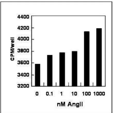 Fig.  2.     AngII  induces  hypertrophy  in  cardiac  cells.  A.  Cells  were  treated  with 