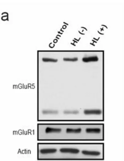 Figure  1.    Protein  expression  of  mGluR5  in  the  hippocampus.  (a)  mGluR5  protein  expression  level