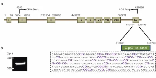 Figure 5.      Prediction of CpG islands in the mGluR5 gene. (a) Location of  predicted CpG island in the mGluR5 gene
