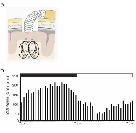 Figure  7.    Schematic  diagram  of  brain  EEG  telemetry  implantation  and  EEG  recording  to  monitor  circadian  rhythms