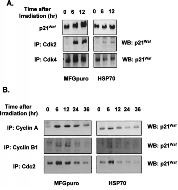 Fig 3. Expression of p21 Waf . At the in-