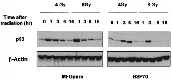 Fig 4. Expression of p53 protein. At the indicated interval after 4 or 8 Gy of radiation, protein extracts (60 m g) from growing vector control and inducible hsp70-transfected cells were prepared, separated by SDS-PAGE, and  ana-lyzed by Western blot for p