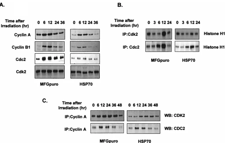 Fig 5. Cyclin A, cyclin B, and Cdc2 protein levels and their associated kinase activities