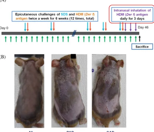 Figure 1. Development of PAD and SAD  mouse models using NC/Nga mice. 
