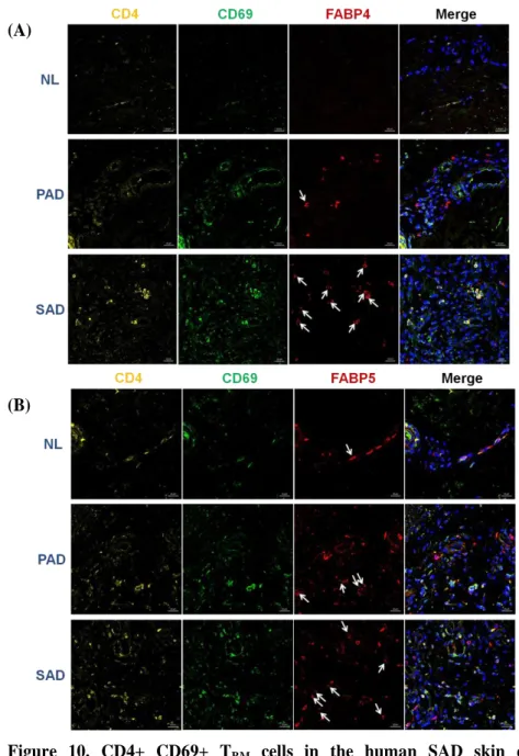 Figure  10.  CD4+  CD69+  TRM  cells  in  the  human  SAD  skin  expressed  significant  FABP4  and  FABP5