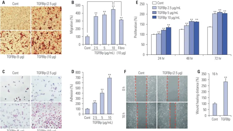 Fig. 1.  TGFBIp increases the migration, adhesion, proliferation, and wound healing of SV40-CECs