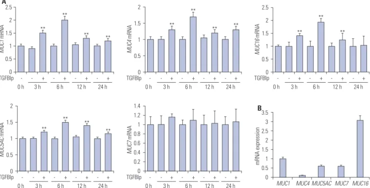 Fig. 4.  TGFBIp treatment induces the expression of mucins in primary CECs. (A) The temporal expression of each gene in primary CECs treated with  TGFBIp was determined by qRT-PCR