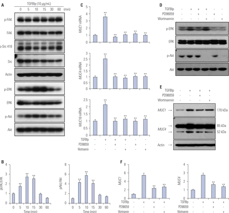 Fig. 5.  TGFBIp regulates the expression of mucins through the ERK and AKT signaling pathways in CECs