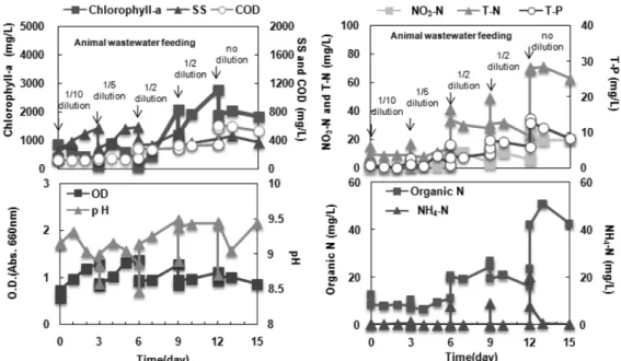 Fig.  5  Semi-continuous  treatment  of  animal  wastewater  using  S.  acuminatus 87～69  %  제거효율을  보였으며,  3차  (2배희석),  4차  (2배희 석),  5차  (원수)  주입시  6.5～13.78  mg/L에서  3.1～8.3  mg/L 로  23～40  %로  뛰어난  제거효율을  보이지  못하였다