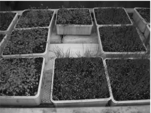 Fig.  1  Planting  block  view  in  plastic  house 