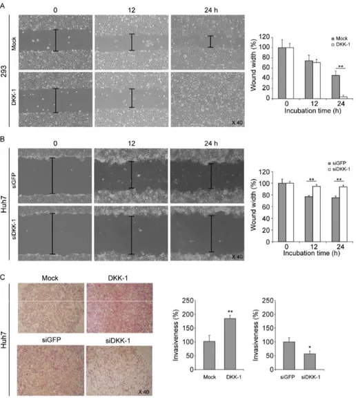 Figure 2. DKK-1 promotes cell migration and invasion.  (A) DKK-1 o verexpression  promoted 293 cell migration in wound healing assays