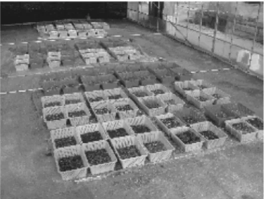 Fig.  3  Planting  block  view  in  plastic  house