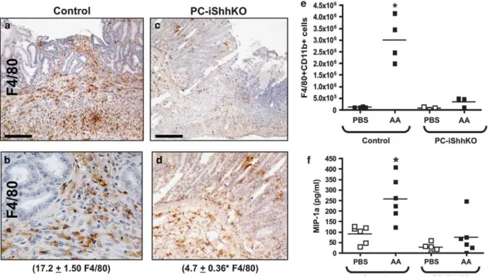 Figure 7 Macrophage infiltration at the ulcerated site in control and PC-iShhKO mice. Stomachs sections were collected from (a, b) control and (c, d) PC-iShhKO mice 2 days after ulcer induction and immunostained for myeloid cell marker F4/80