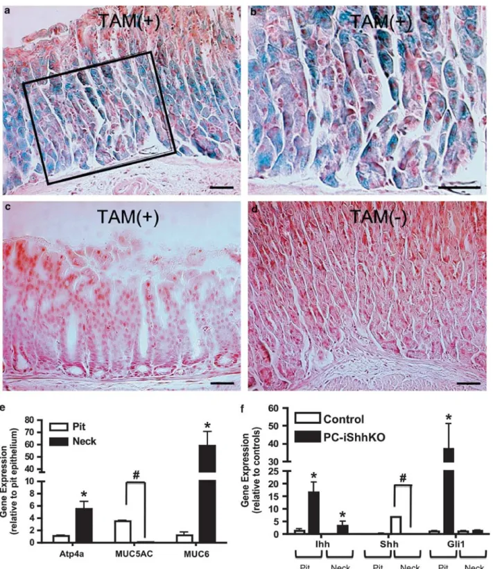 Figure 1 Verifying the successful generation of the mice expressing a parietal cell-specific deletion of Shh