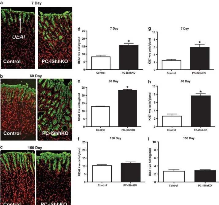 Figure 4 Expression of surface mucous pit and proliferating cells in control and PC-iShhKO mouse stomachs