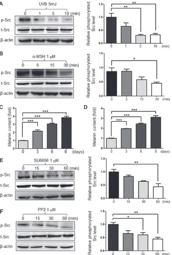 Figure 1. Inhibition of Src phosphorylation by UVB or  α -MSH. The stimulators of melanogenesis, (A) UVB and (B)  α -MSH, inhibited the phosphorylation of  Src in G361 cells