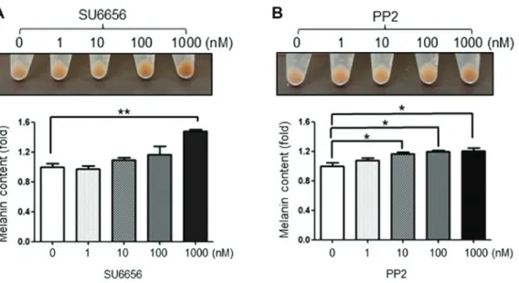 Figure 2. Src inhibitors induce melanogenesis in a dose-dependent manner. (A) SU6656 and (B) PP2 increases pellet pigmentation and melanin content in a  dose-dependent manner