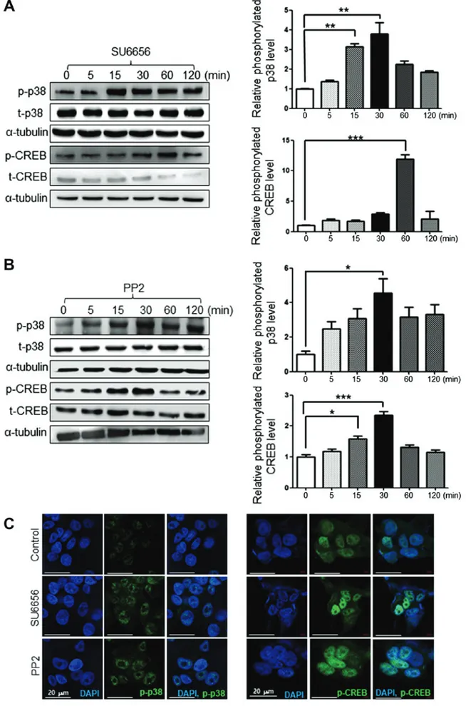 Figure 5. Src inhibition activates the p38 or CREB pathways. (A) Increased phosphorylation of p38 or CREB by the Src inhibitor SU6656 (1 µM) was deter- deter-mined by western blotting