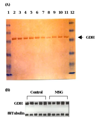 Figure I-1.  (A) Effects of monosodium glutamate  feeding on the expression of GDH in rat brains