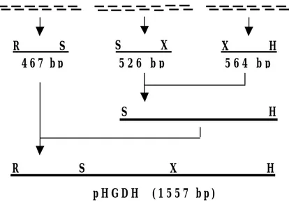 Figure II-1.  Assembly of the synthetic GDH gene .   A 