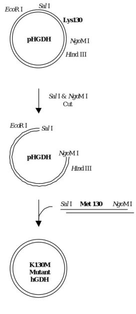 Figure II-4. Cassette mutagenesis of Lys130 site of  human GDH. K130MMutanthGDH pHGDH