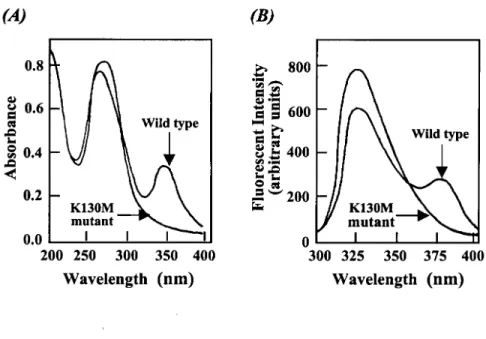 Figure II-5.  Spectroscopic studies of the interaction of the  wild type  GDH  and Lys130 mutant  enzymes with PLP