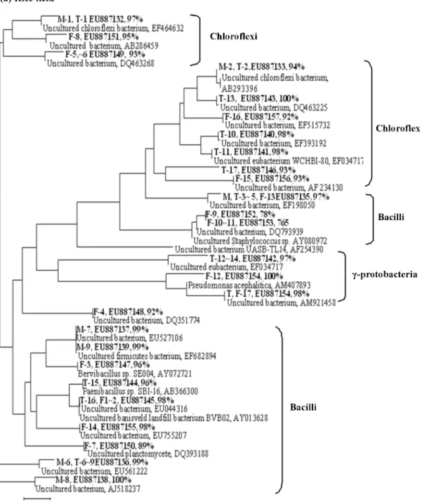 Fig. 4. Phylogenic tree illustrating the relationship of the clones obtained from the soil samples contaminated with MTBE, TBA, and FA.