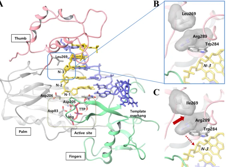 Fig 5. Molecular modeling of rtL269I of HBV polymerase. (A) The three dimensional structure of the modeled HBV polymerase-DNA-TTP complex and (B) the expanded structure around rtL269