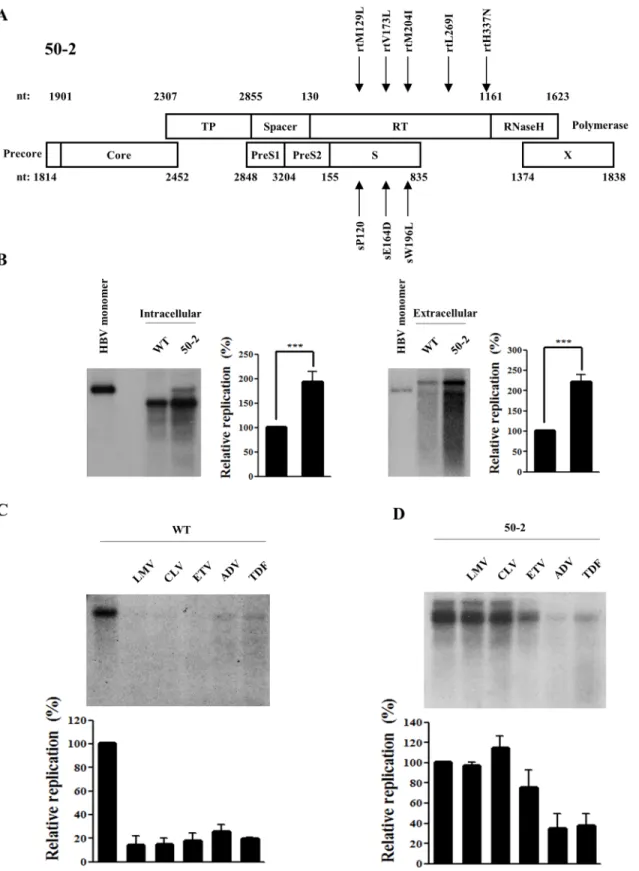 Fig 1. Characterization of multi-drug resistant HBV mutant 50 –2 isolated from a chronic HBV patient
