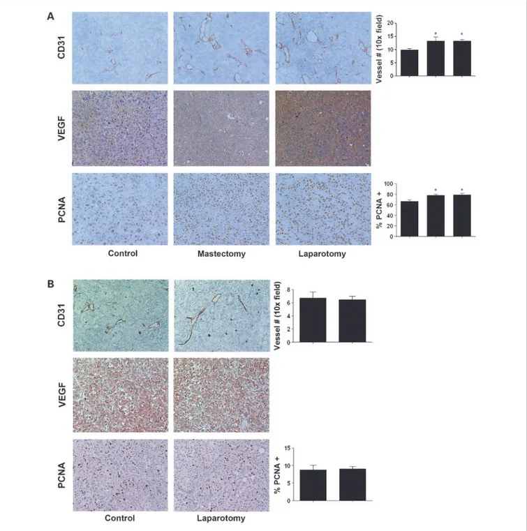 Fig. 3. Proliferation and angiogenesis in tumor tissues is increased in tumors harvested from animals exposed to surgical stress