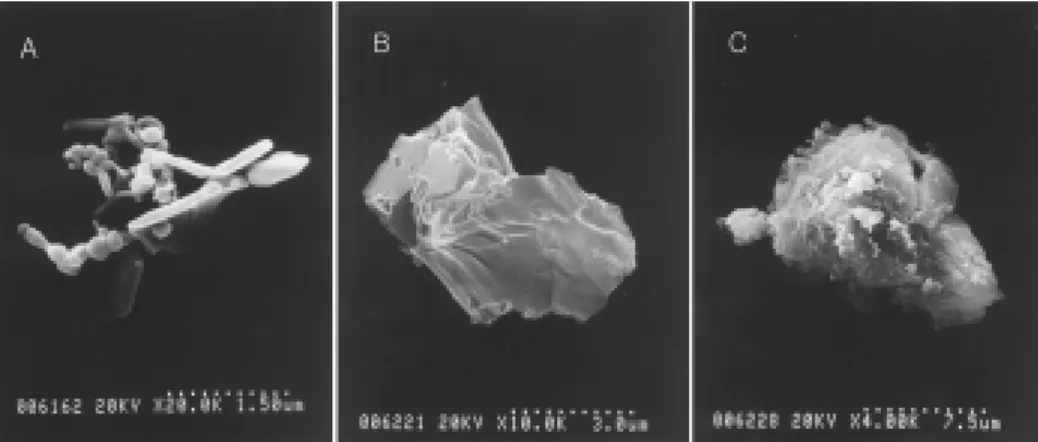 Figure 2. Morphology of AsAP particles by SEM.   