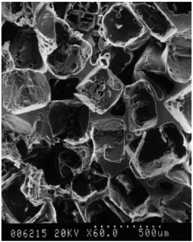 Figure 3. Scanning electron micrograph of cross section of PLGA foams.   