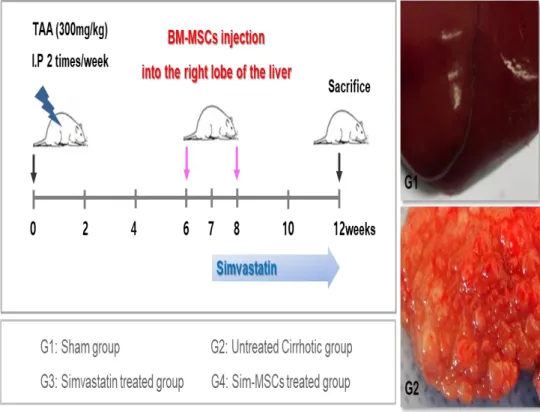 Fig. 2. Schematic representation of regimens for different studied groups.  Experimental  procedure