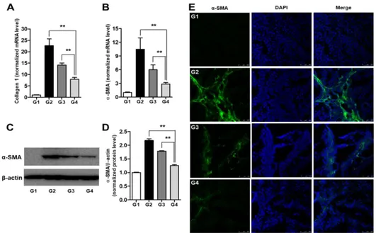 Fig. 5. Simvastatin and BM-MSCs suppress hepatic fibrosis.   