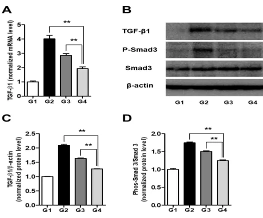 Fig. 6. Simvastatin and BM-MSCs ameliorate hepatic fibrosis by inhibiting  TGF-   signaling