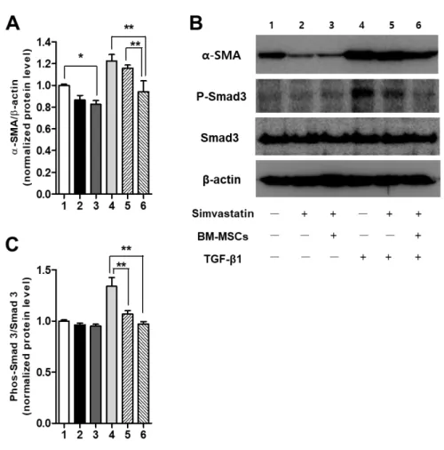 Fig.  7.  Effects  of  simvastatin  and  BM-MSCs  on  TGF-b/Smad  signaling  in  HSCs