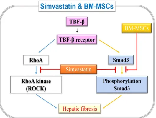 Fig. 9. Schematic diagram of Simvastatin and BM-MSCs synergistic effect  on hepatic fibrosis