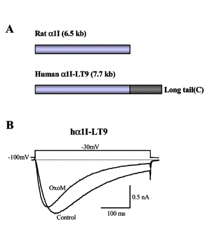 그림  8.  사람  DNA  라이브러리로부터  클로닝  된  T-형  α 1I  칼슘채널  (hα1I-LT9) 