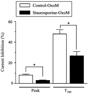 그림  14.  Oxo-M에  의한  T-형  α 1I  칼슘전류  억제에  미치는  staurosporine의  효 과  요약.  Staurosporine(1  μM)을    5분간  전  처치  한  후  Oxo-M(100  μM)의  효과를  control과  비교하였다