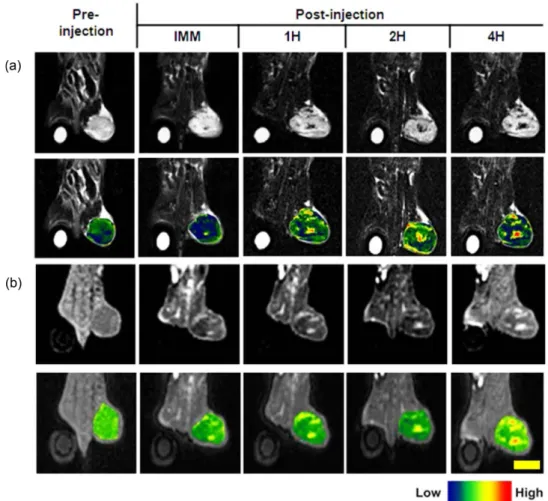 Fig. 9. Ex vivo MR images (T2 TSE and UTE MR sequence) of mouse organ after injecting pMNPs
