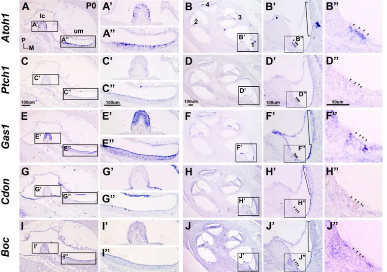 Fig. 5. Expression patterns of hedgehog co-receptors in the inner ear at P0.  Expression patterns of Atoh1, Ptch1, Gas1, Cdon, and Boc in vestibule 
