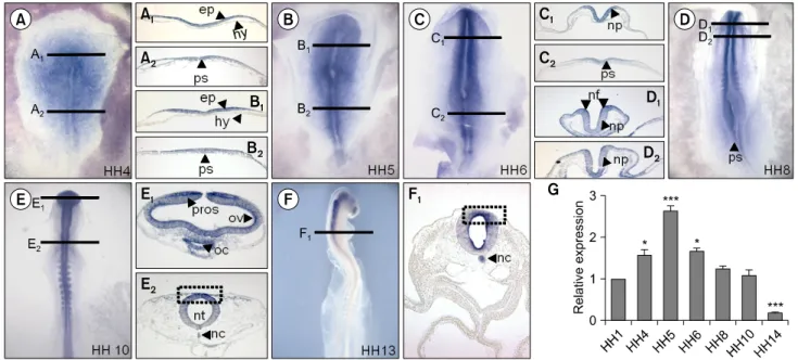Fig. 1. Expression patterns and level of miR-302 during early chick development. Embryos expressed miR-302 by HH stages 4-13 (A-F).