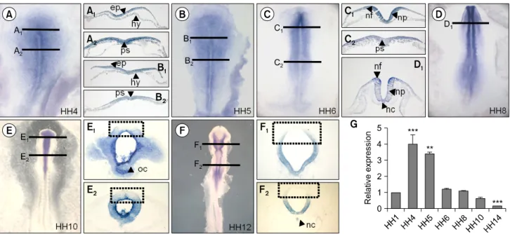 Fig. 2. Differential expression patterns and level of miR-367 in early chick embryos. miR-367 was expressed in epiblast (A 1 , B 1 ), primitive