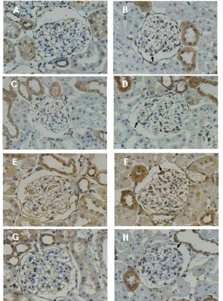 Figure  5A.  Immunohistochemical  staining  for  HO-1,  VEGF-A,  TSP-1,  and  thrombomodulin  at  6  weeks  after  DM  induction